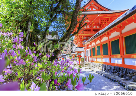 上賀茂神社　斎王桜 50066610