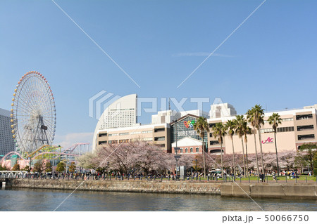 横浜の桜 50066750