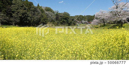 小湊鉄道飯給駅付近菜の花と桜(パノラマ写真) 小湊鉄道飯給駅付近菜の花と桜(パノラマ写真) 50066777
