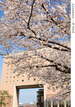 横浜の桜 50066950