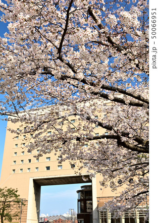 横浜の桜 50066951