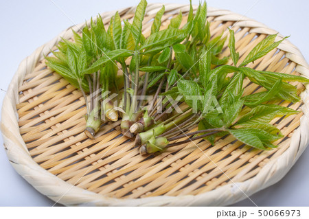 コシアブラ　山菜 50066973