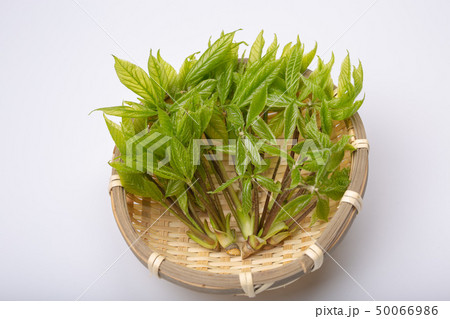 コシアブラ　山菜 50066986