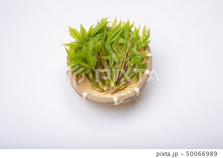 コシアブラ 山菜 コシアブラ 山菜 50066989