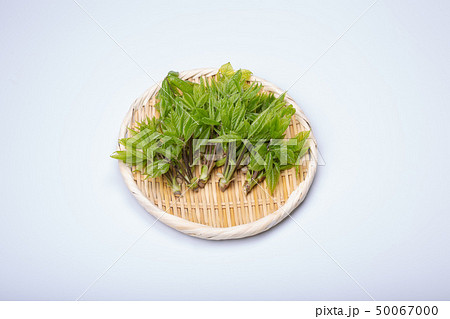 コシアブラ 山菜 コシアブラ 山菜 50067000