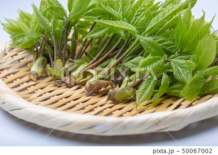 コシアブラ　山菜 50067002