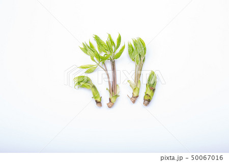 コシアブラ 山菜 コシアブラ 山菜 50067016