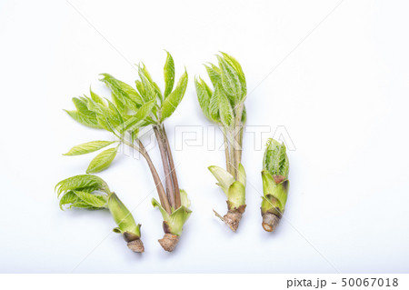 コシアブラ　山菜 50067018