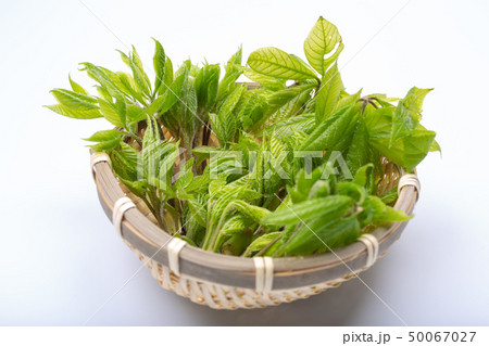 コシアブラ　山菜 50067027