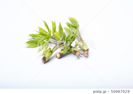 コシアブラ　山菜 50067029