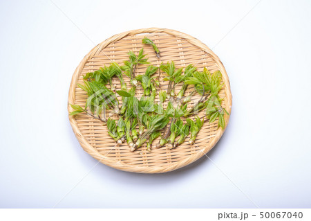 コシアブラ　山菜 50067040