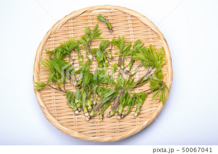 コシアブラ　山菜 50067041