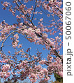 枝垂れ桜と空 50067060