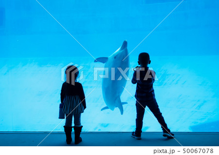 Silhouette children watching dolphin in aquarium Silhouette children watching dolphin in aquarium 50067078