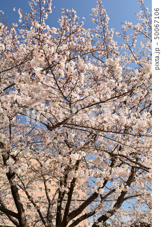 横浜の桜 横浜の桜 50067106
