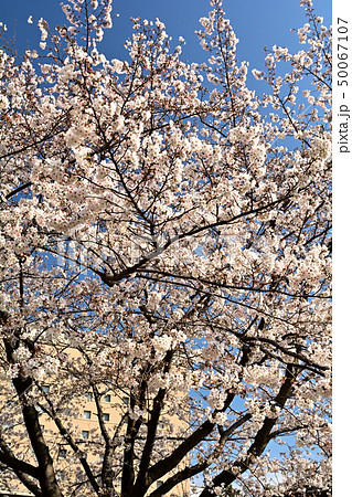 横浜の桜 横浜の桜 50067107