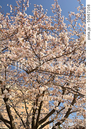 横浜の桜 横浜の桜 50067108