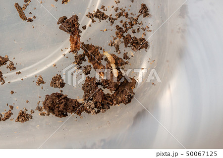 シロアリ 白蟻 木に巣を作っているヤマトシロアリ シロアリ 白蟻 木に巣を作っているヤマトシロアリ 50067125