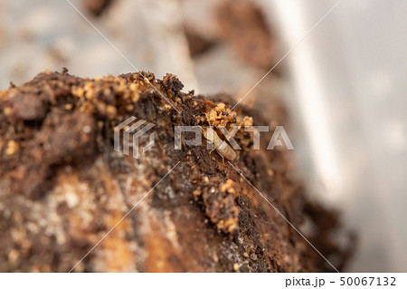 シロアリ 白蟻 木に巣を作っているヤマトシロアリの写真素材