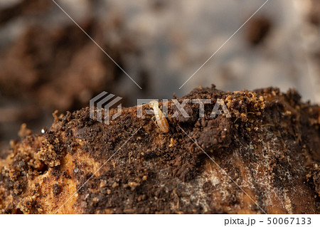 シロアリ　白蟻　木に巣を作っているヤマトシロアリ 50067133