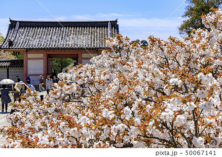 仁和寺　御室桜 50067141
