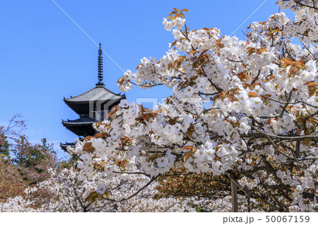 仁和寺 御室桜 仁和寺 御室桜 50067159