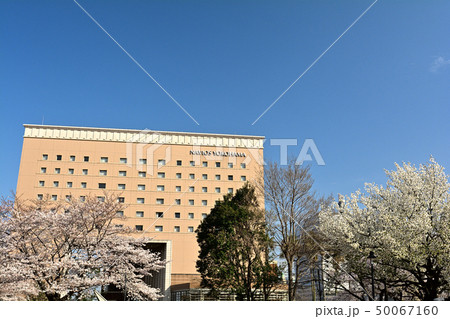 横浜の桜 横浜の桜 50067160