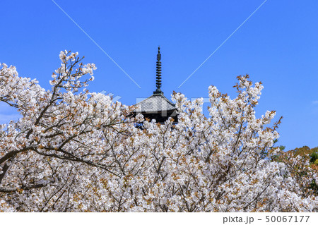 仁和寺 御室桜 仁和寺 御室桜 50067177