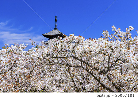 仁和寺　御室桜 50067181