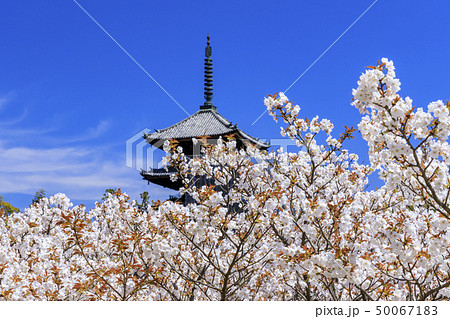 仁和寺　御室桜 50067183