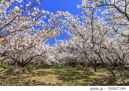 仁和寺　御室桜 50067184