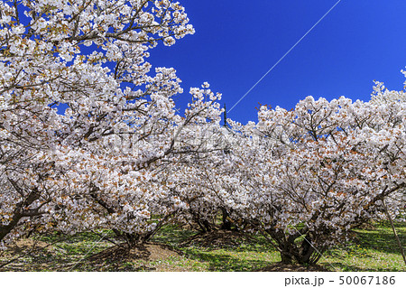 仁和寺　御室桜 50067186