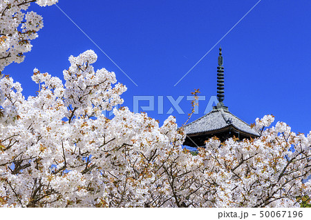 仁和寺　御室桜 50067196