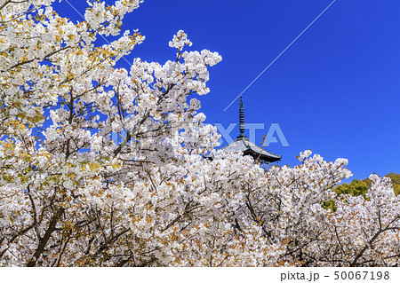 仁和寺 御室桜 仁和寺 御室桜 50067198