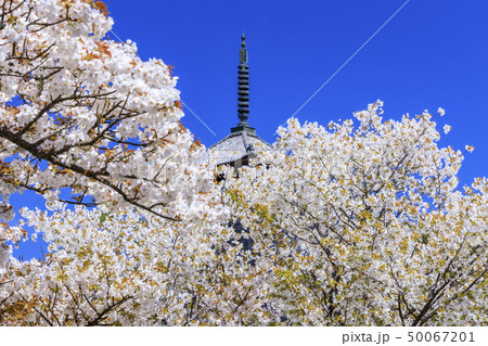 仁和寺 御室桜 仁和寺 御室桜 50067201