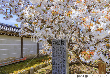 仁和寺 御室桜 仁和寺 御室桜 50067207