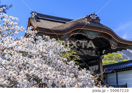 仁和寺　御室桜 50067210