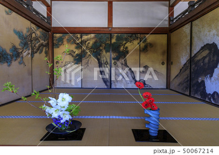 仁和寺 御室桜 仁和寺 御室桜 50067214