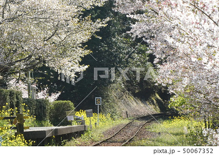 小湊鉄道飯給駅付近菜の花と桜 50067352
