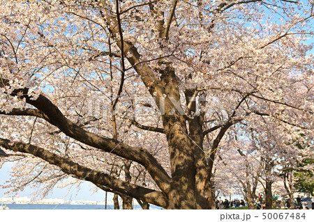 横浜の桜 50067484