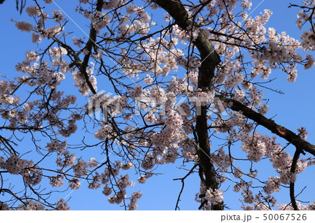 桜 50067526