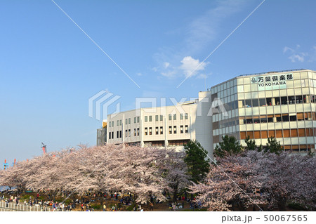 横浜の桜 横浜の桜 50067565