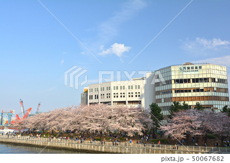 横浜の桜 50067682