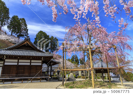 善峯寺　枝垂れ桜 50067775