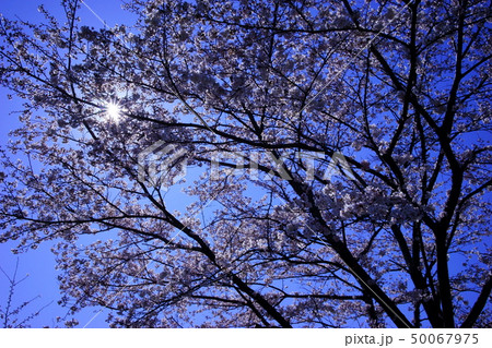 桜 桜 50067975