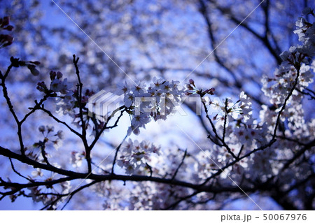 桜 50067976
