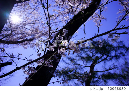 さくら 50068080