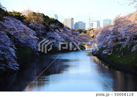 満開の千鳥ヶ淵の桜と東京タワーの写真素材 [50068118] - PIXTA