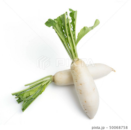 daikon radishes isolated on white daikon radishes isolated on white 50068758
