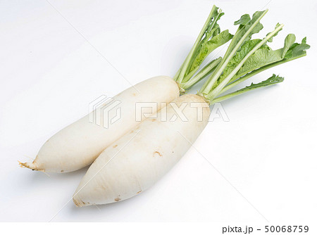 daikon radishes isolated on white daikon radishes isolated on white 50068759